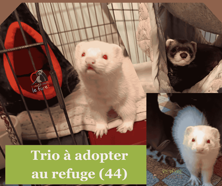 TRIO de furets a adopter sur nantes