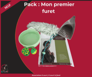 Mon premier furet