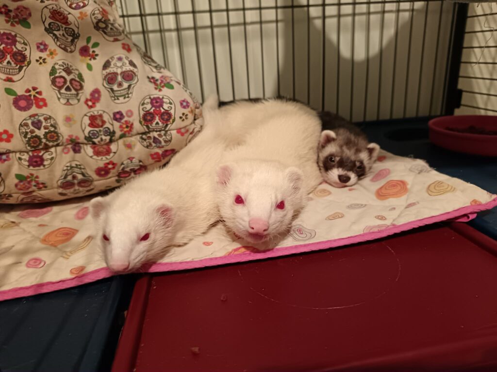 trio de furets a adopter